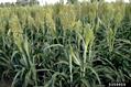 sorghum